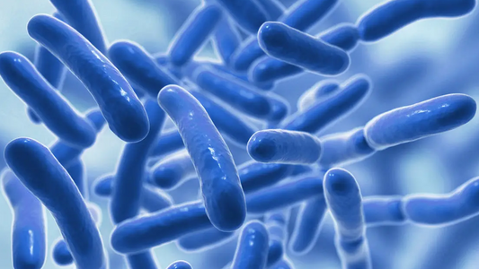 What's the Best time to take your probiotic?