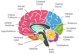 Shilajit: A Natural Phytocomplex with Potential Procognitive Activity