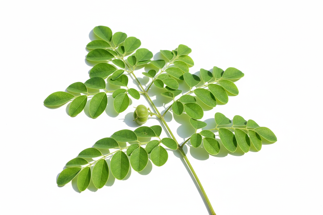 Moringa - why take this supergreen?